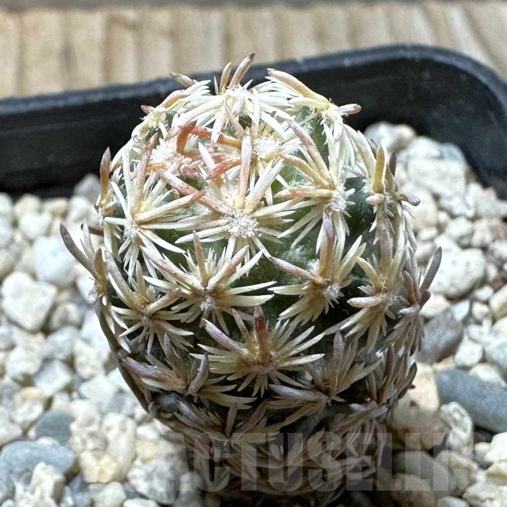 SHPR36231 Escobaria minima