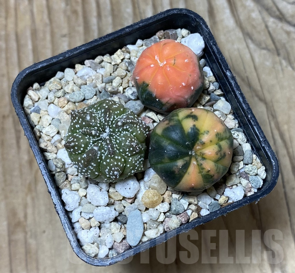 SHPR36283 Astrophytum asterias ‘Red Purple Skin’ mix, 3 plants – Bild 2