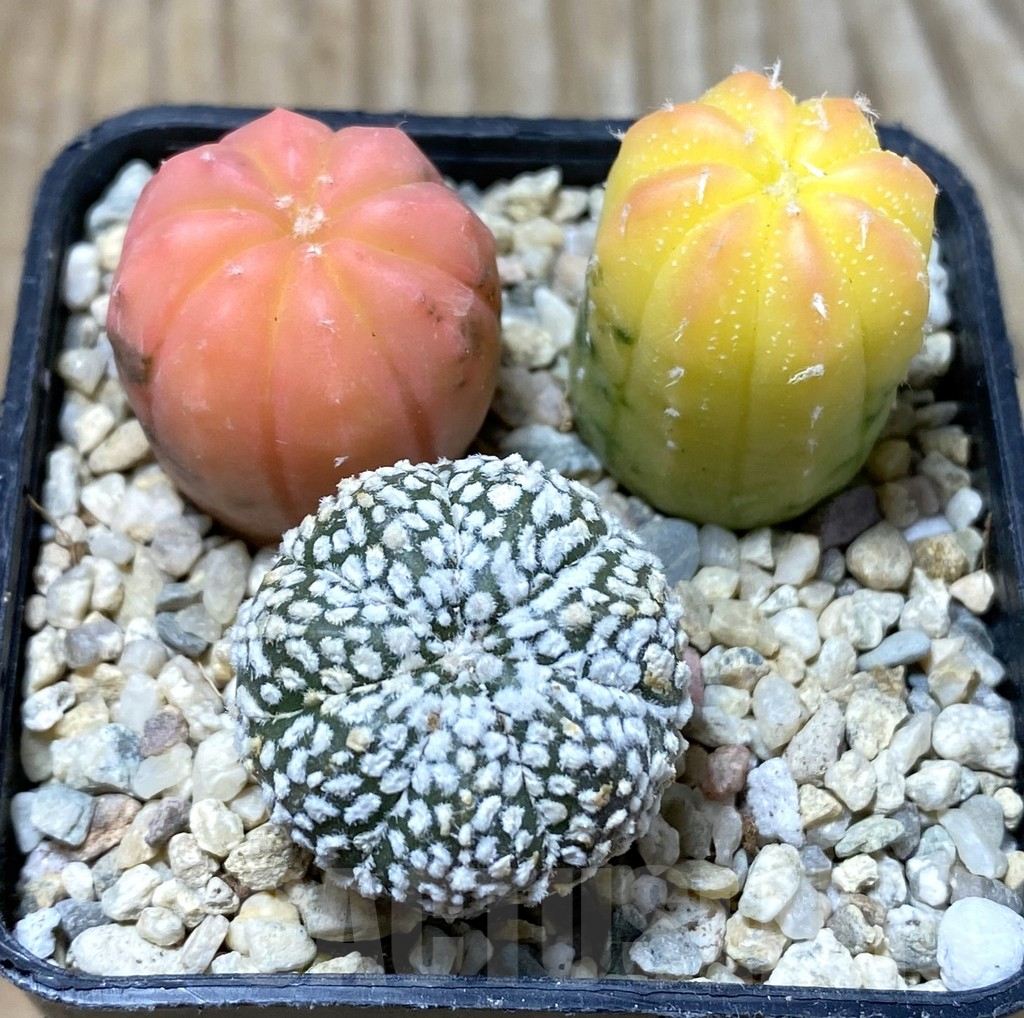 SHPR36285 Astrophytum asterias ‘Red Purple Skin’ mix, 3 plants