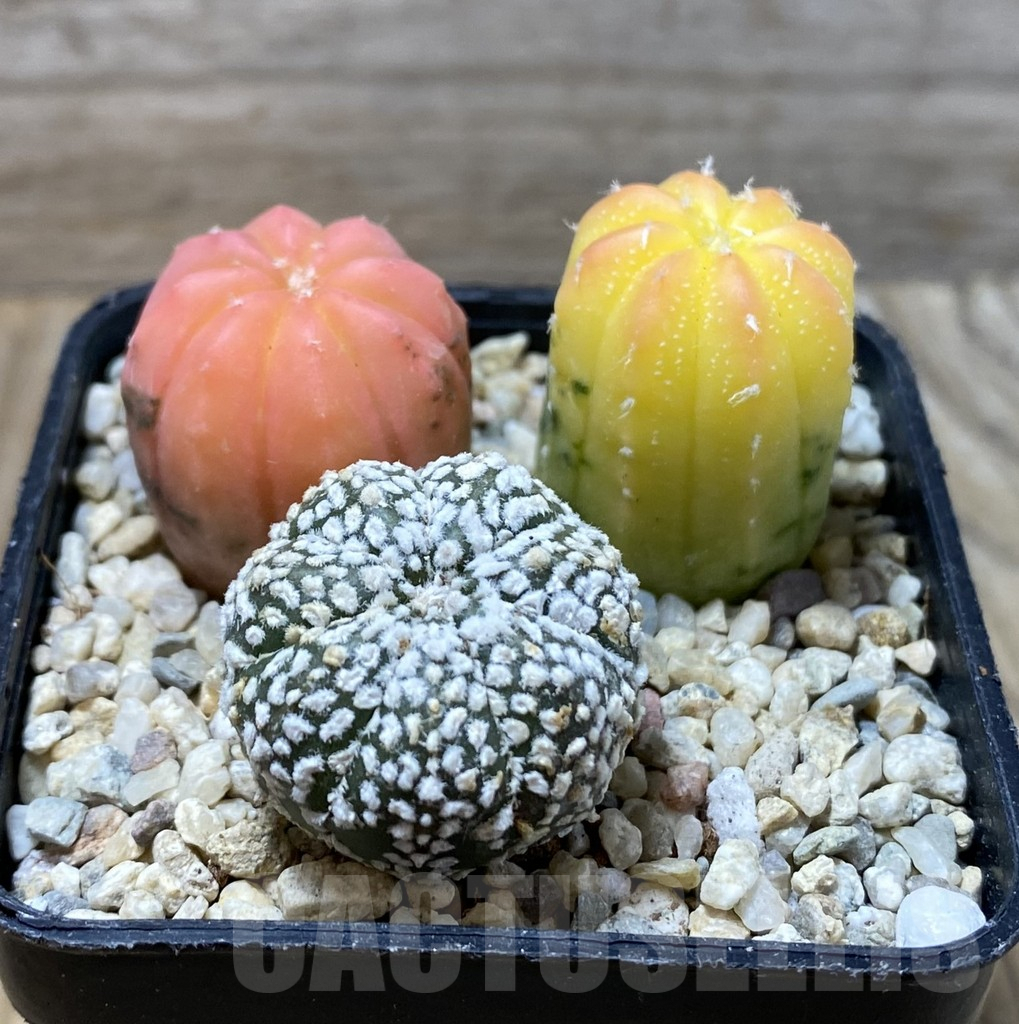 SHPR36285 Astrophytum asterias ‘Red Purple Skin’ mix, 3 plants - immagine 2