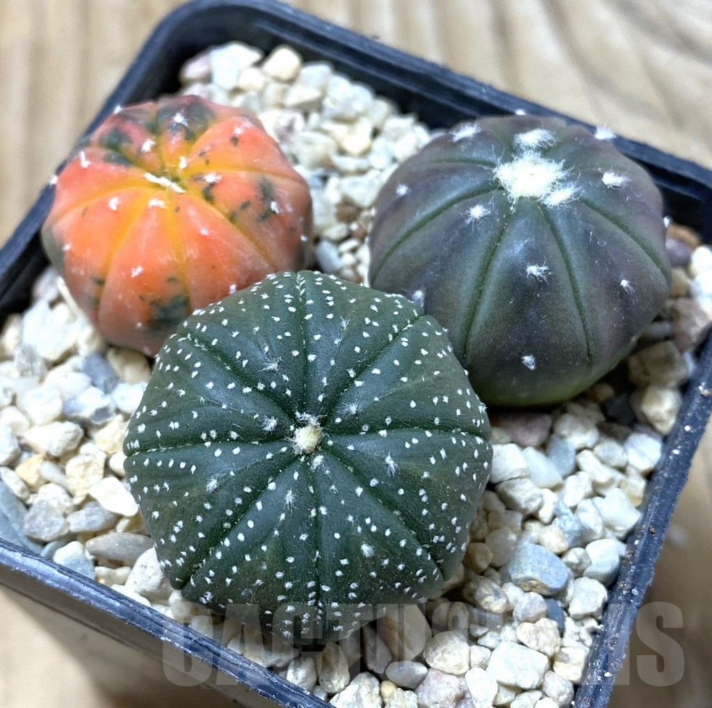 SHPR36286 Astrophytum asterias ‘Red Purple Skin’ mix, 3 plants