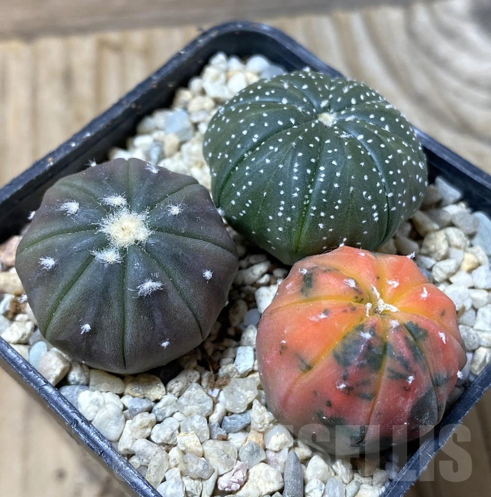 SHPR36286 Astrophytum asterias ‘Red Purple Skin’ mix, 3 plants – Bild 2