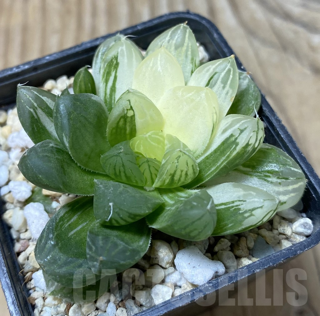 SHPR36290 Haworthia obtusa ‘Marin’ f. variegata