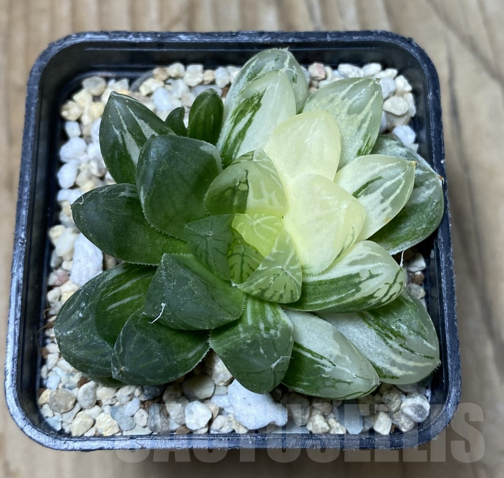 SHPR36290 Haworthia obtusa ‘Marin’ f. variegata – Bild 2