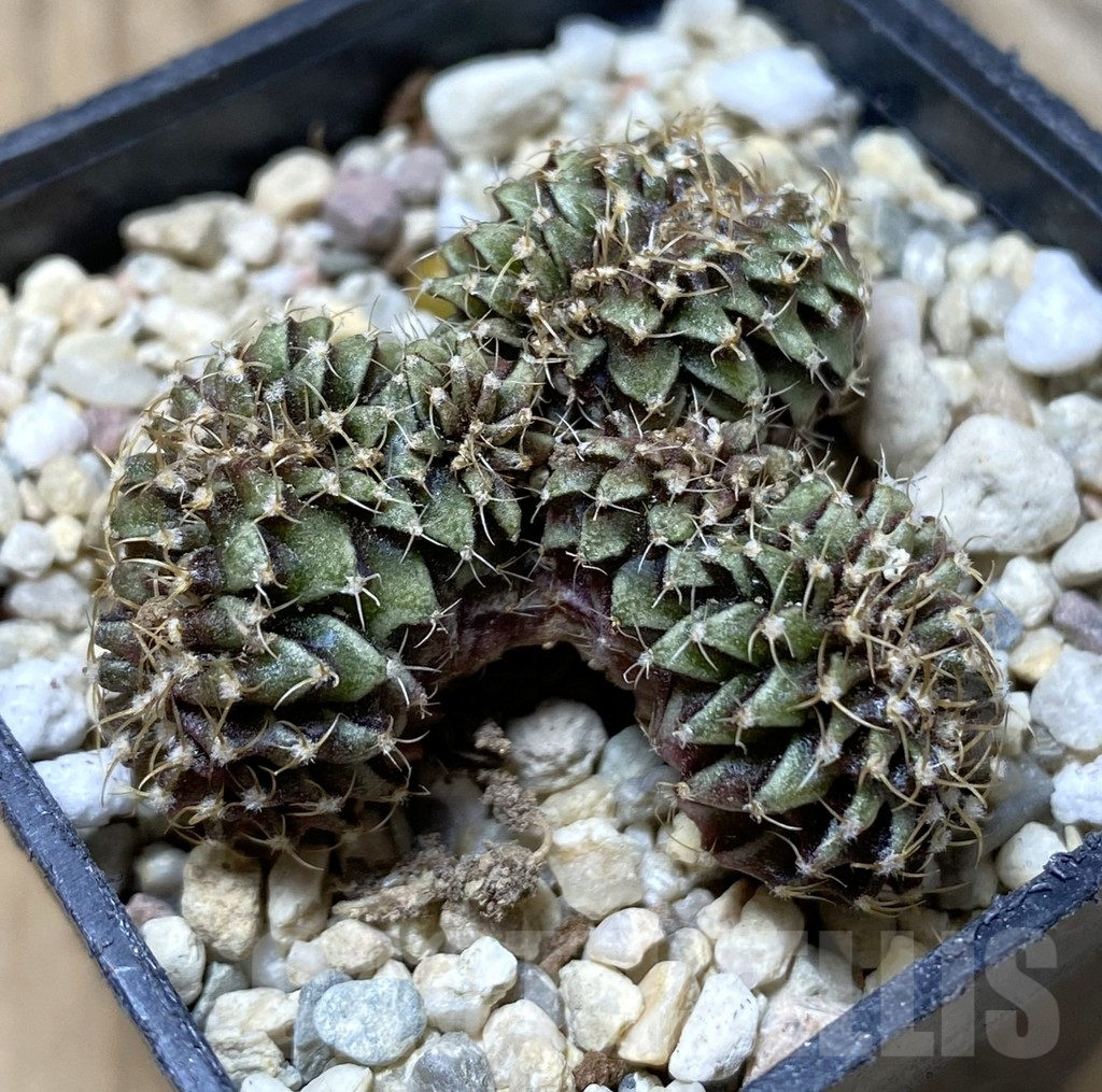 SHPR36291 Gymnocalycium mihanovichii f. cristata – Bild 2