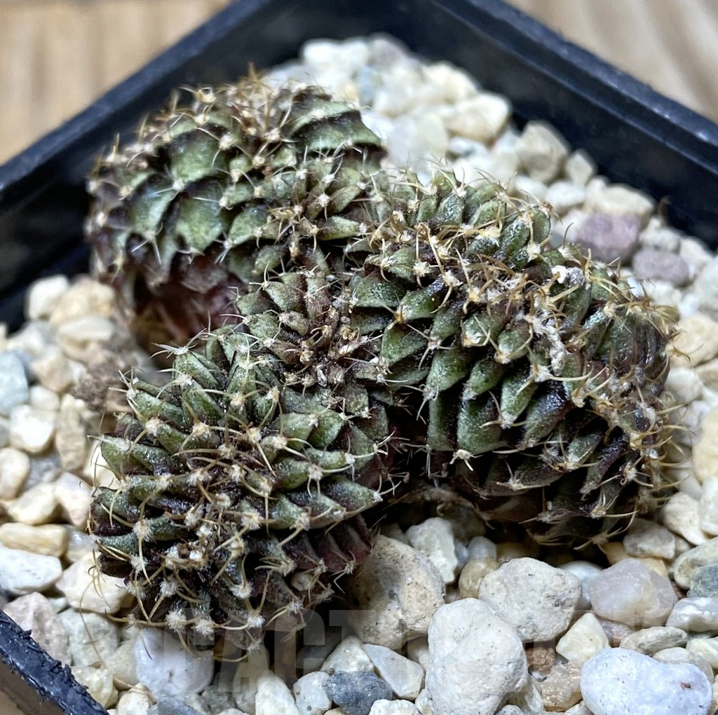 SHPR36291 Gymnocalycium mihanovichii f. cristata
