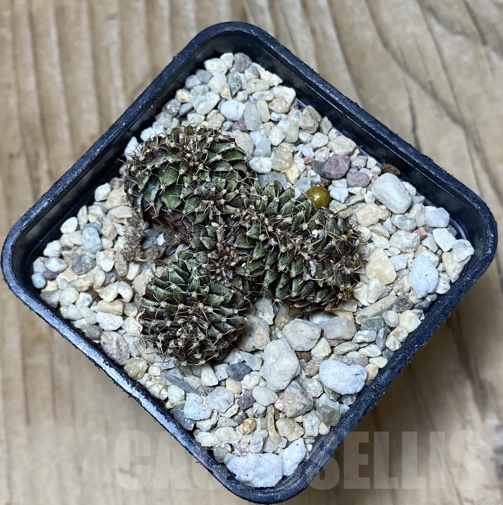 SHPR36291 Gymnocalycium mihanovichii f. cristata – Bild 3