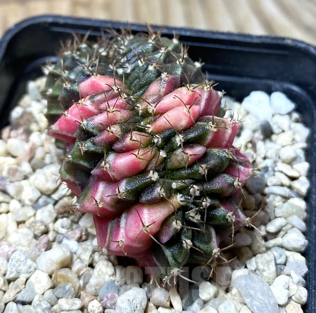 SHPR36292 Gymnocalycium mihanovichii variegata f. cristata