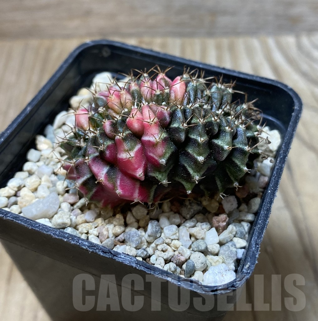 SHPR36292 Gymnocalycium mihanovichii variegata f. cristata – Bild 2