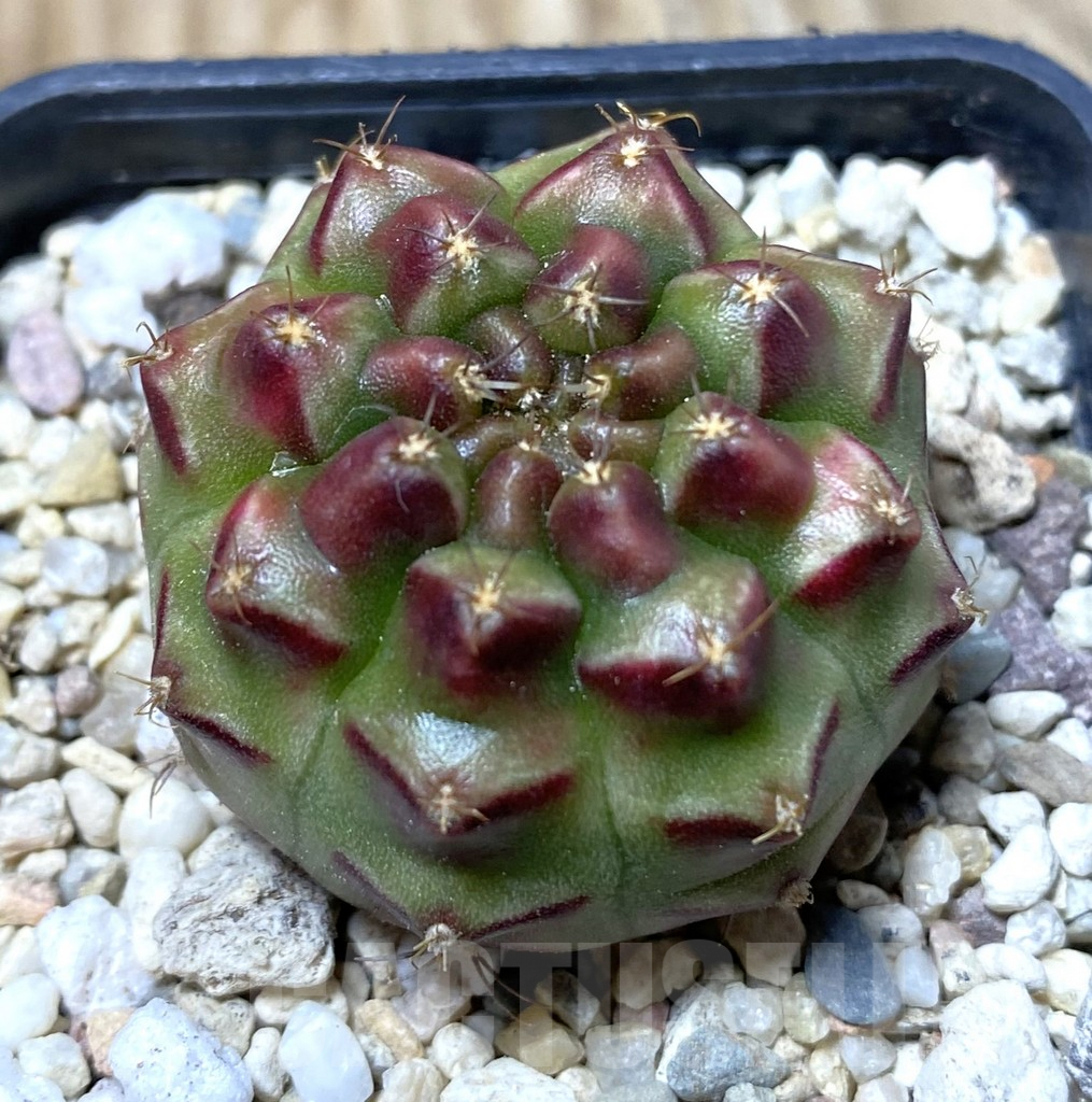 SHPR36293 Gymnocalycium mihanovichii ‘Kongjak’ x 'Day dream' seedling