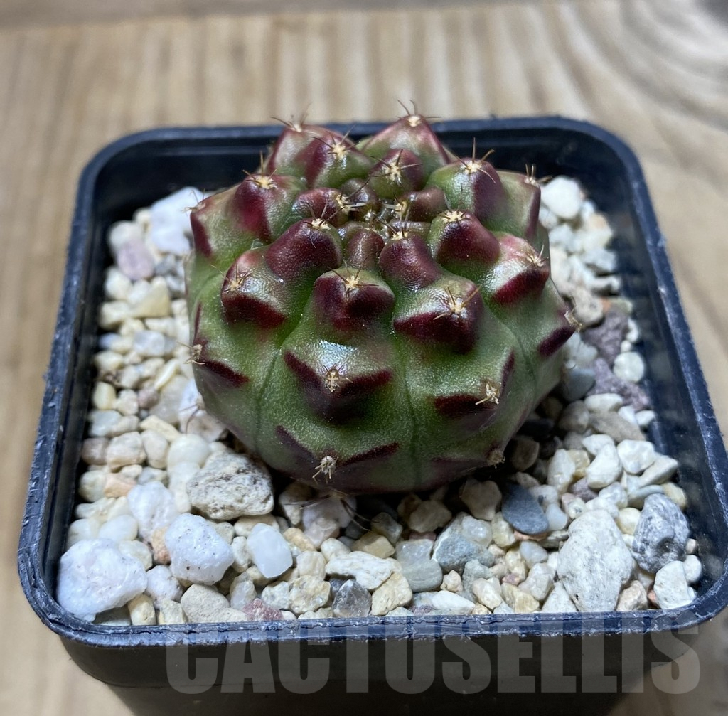 SHPR36293 Gymnocalycium mihanovichii ‘Kongjak’ x 'Day dream' seedling – Bild 2