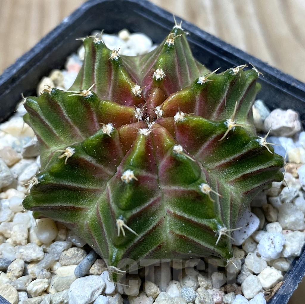 SHPR36294 Gymnocalycium mihanovichii ‘Neon’ hybrid