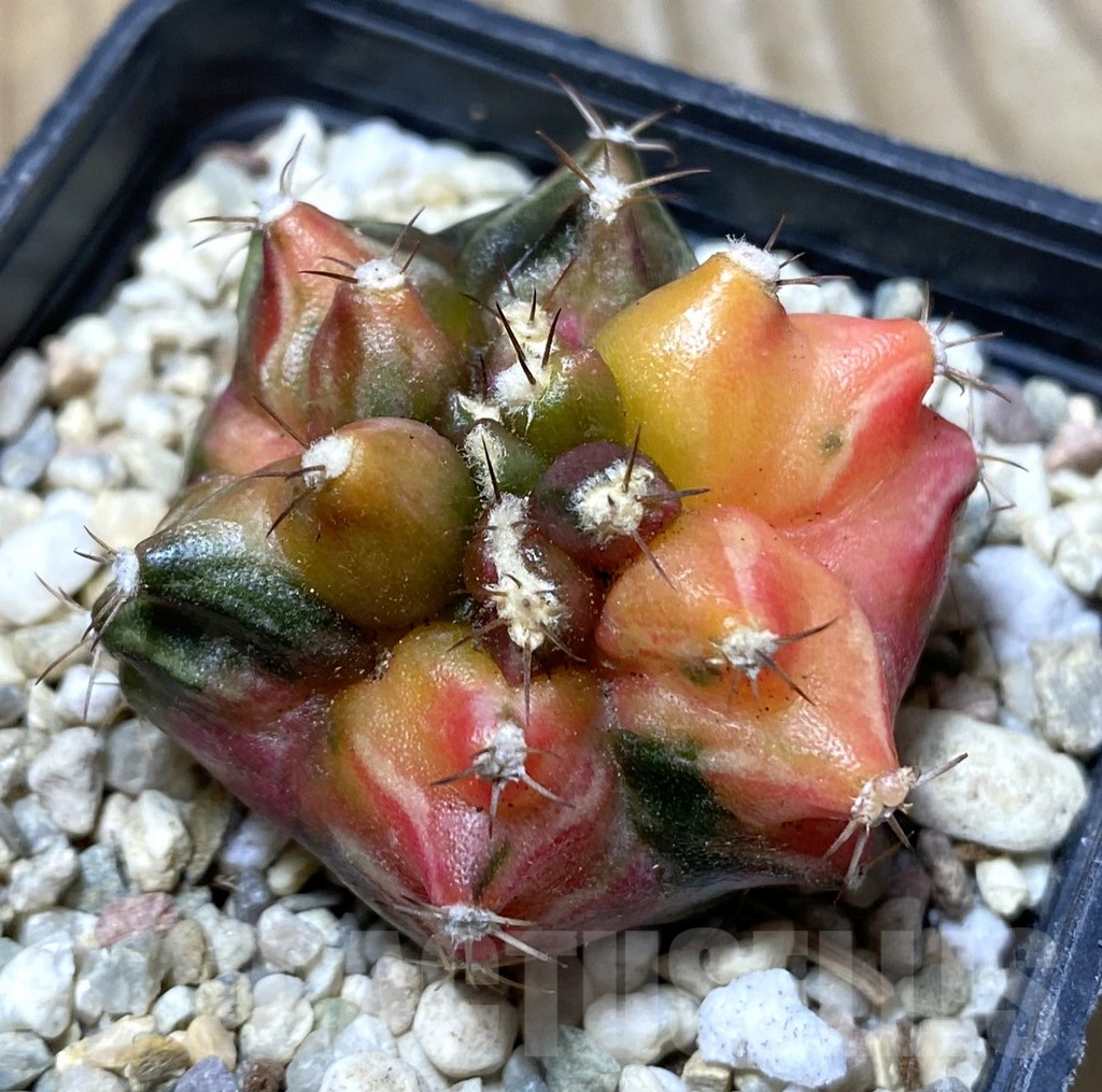 SHPR36295 Gymnocalycium mihanovichii ‘Transformer’ f. variegata, seedling
