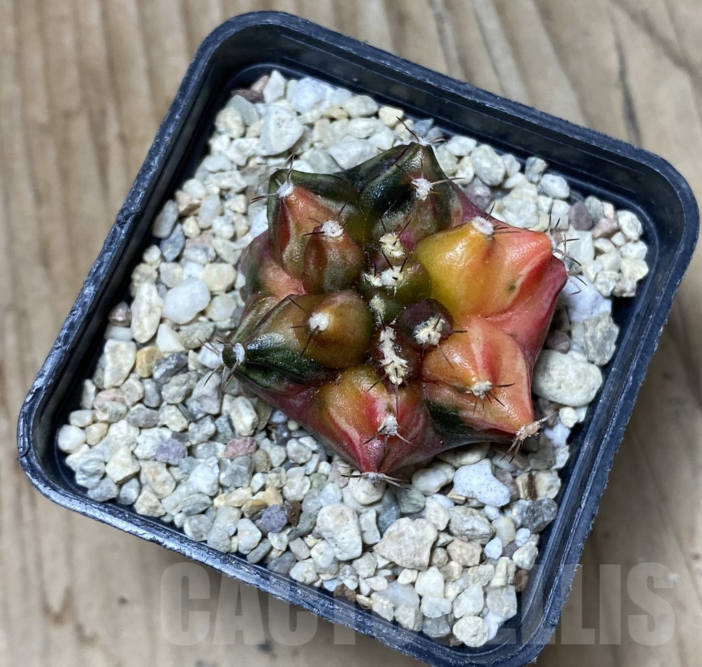 SHPR36295 Gymnocalycium mihanovichii ‘Transformer’ f. variegata, seedling – Bild 2