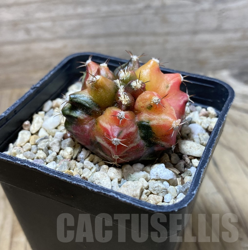 SHPR36295 Gymnocalycium mihanovichii ‘Transformer’ f. variegata, seedling – Bild 3