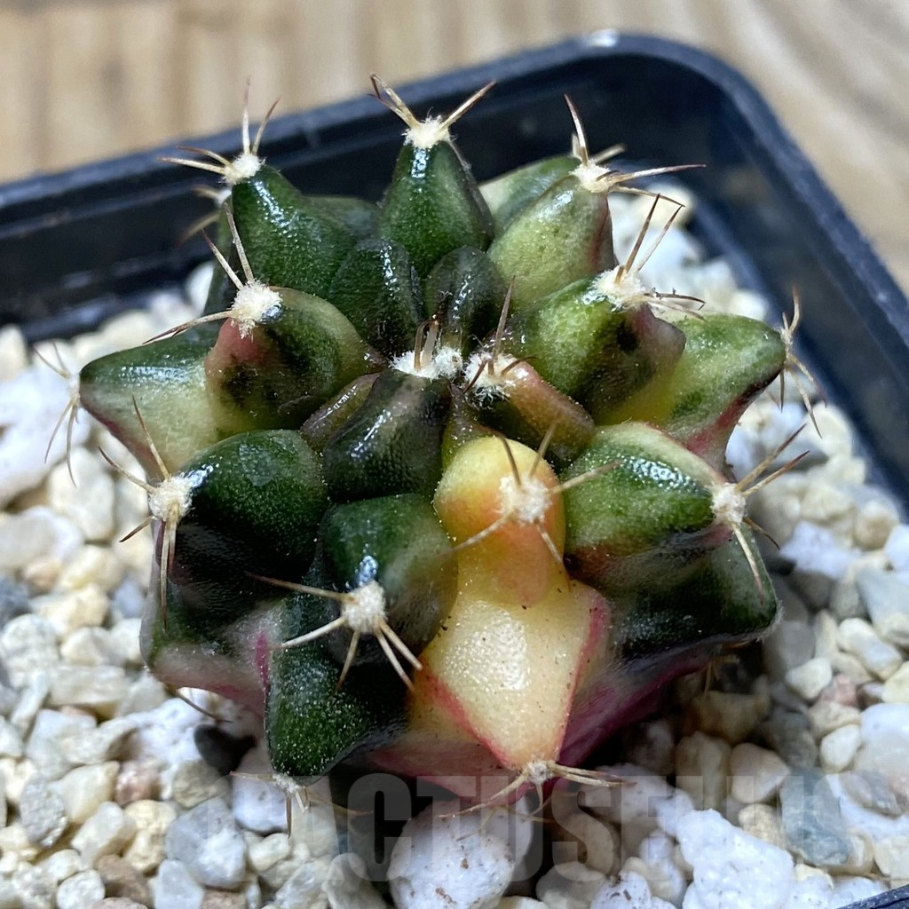 SHPR36298 Gymnocalycium mihanovichii ‘Transformer’ f. variegata, seedling
