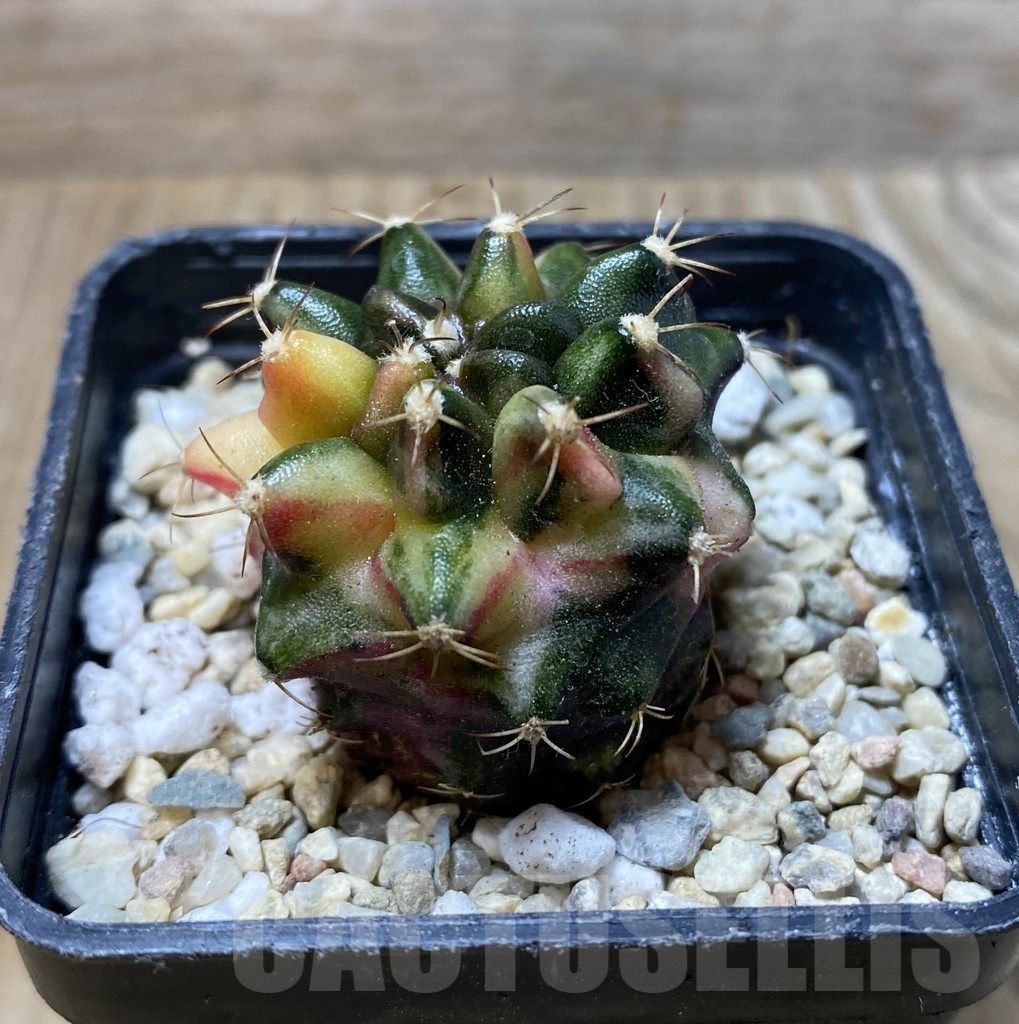 SHPR36298 Gymnocalycium mihanovichii ‘Transformer’ f. variegata, seedling – Bild 2