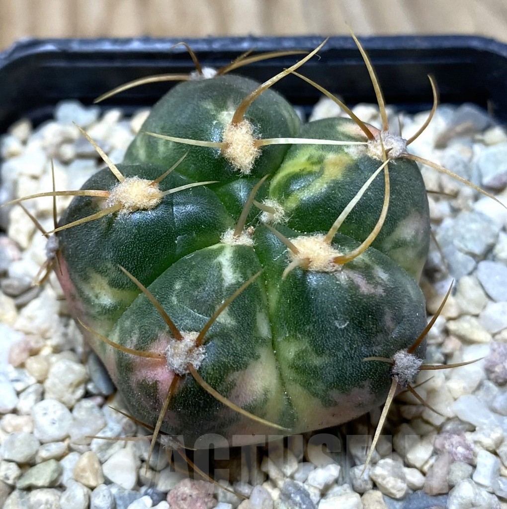 SHPR36299 Gymnocalycium horstii f. variegata