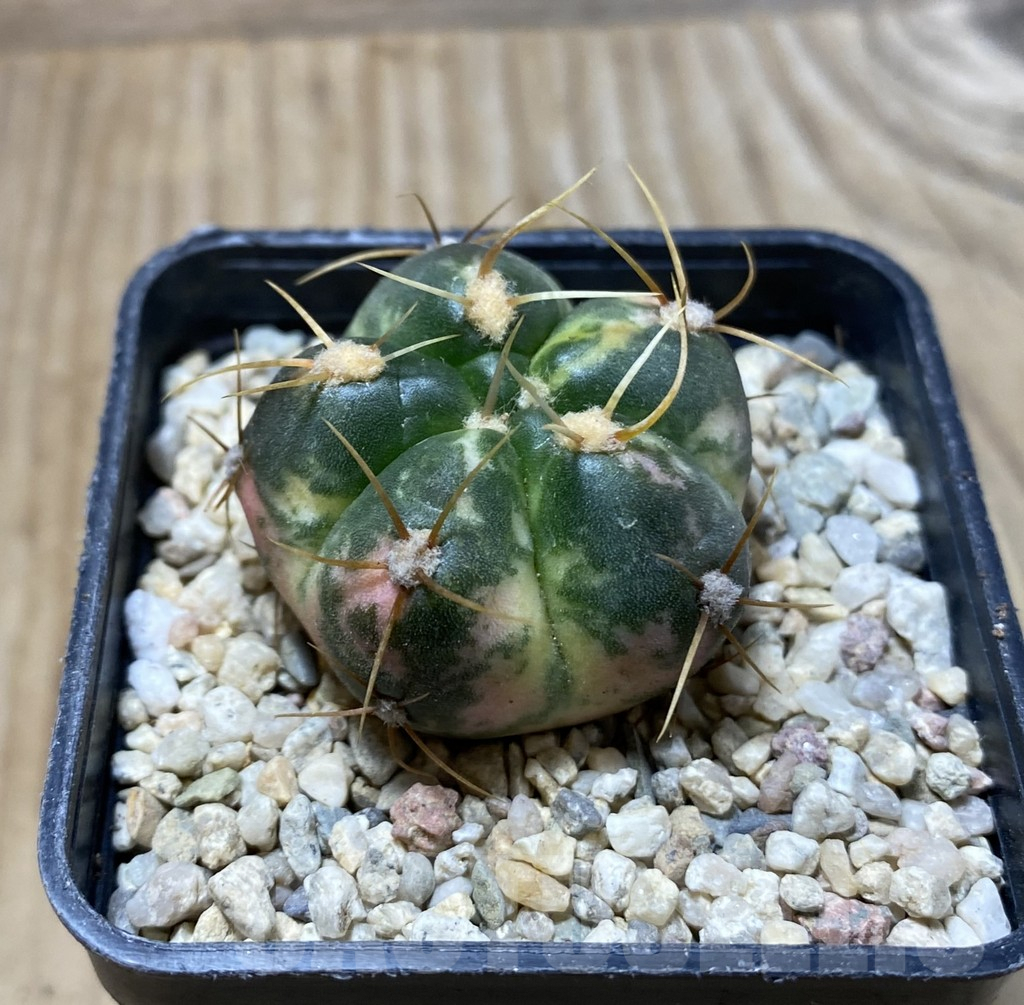 SHPR36299 Gymnocalycium horstii f. variegata - Image 2