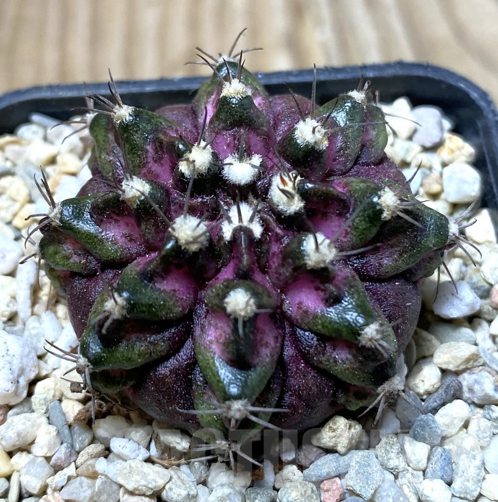 SHPR36301 Gymnocalycium mihanovichii T-lux