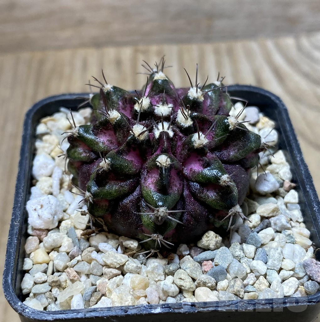 SHPR36301 Gymnocalycium mihanovichii T-lux - Image 2