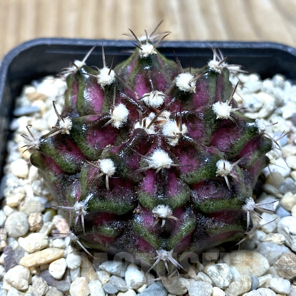 SHPR36302 Gymnocalycium mihanovichii T-lux