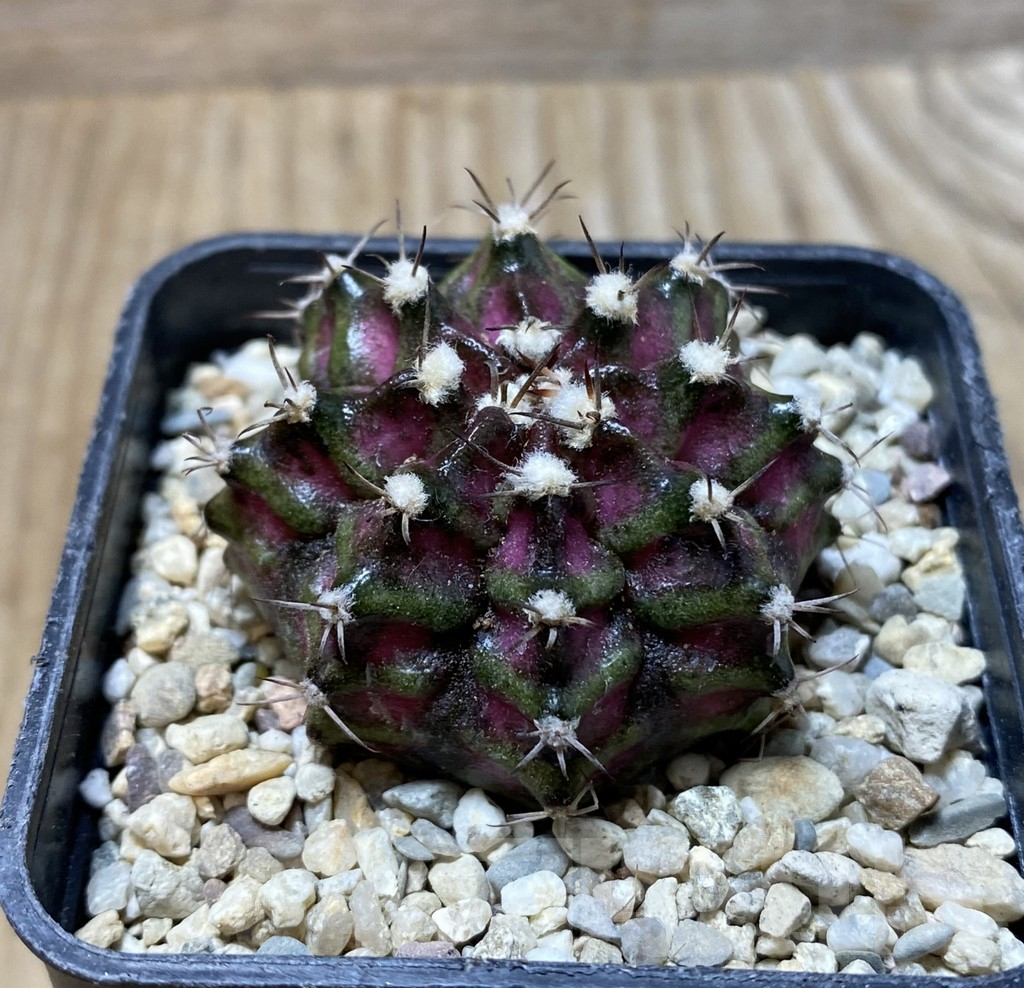 SHPR36302 Gymnocalycium mihanovichii T-lux - Image 2