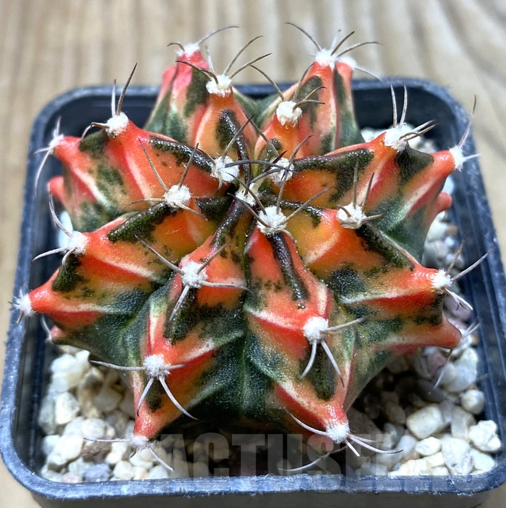SHPR36303 Gymnocalycium mihanovichii f. variegata -Japan-