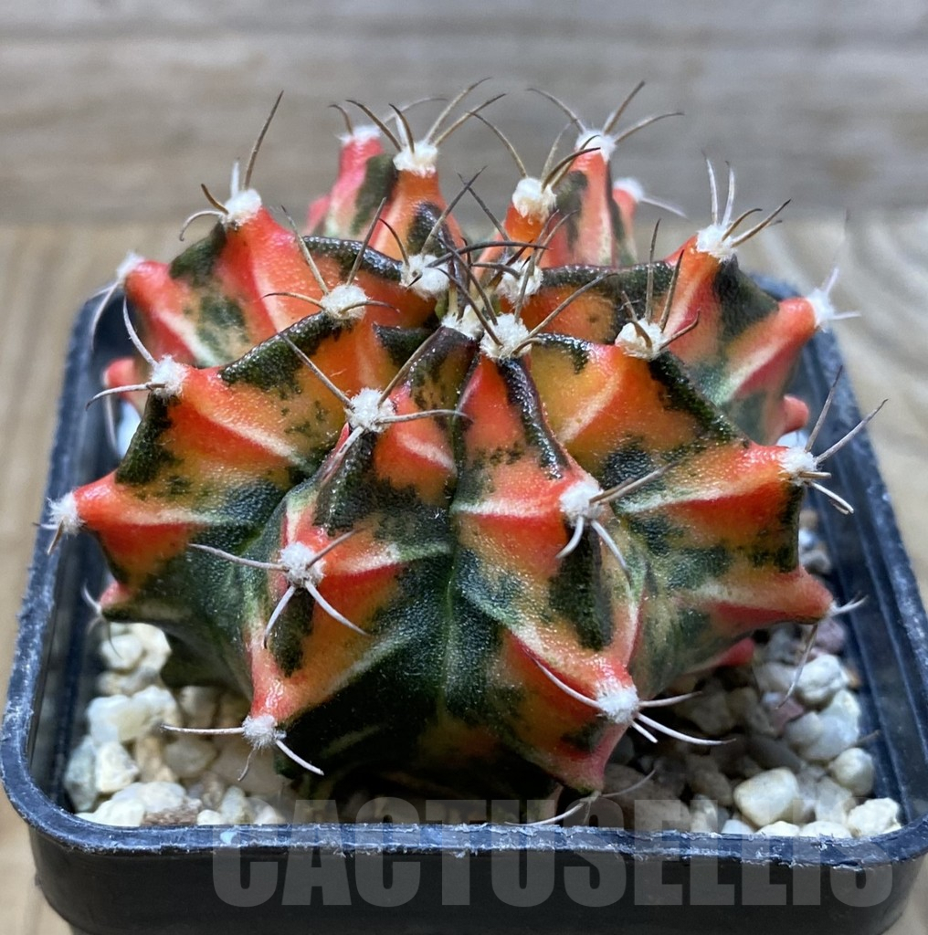 SHPR36303 Gymnocalycium mihanovichii f. variegata -Japan- - Image 2