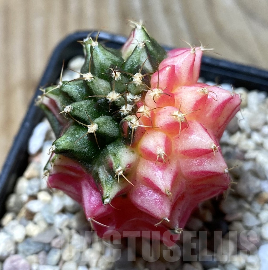 SHPR36304 Gymnocalycium mihanovichii ‘inermis’ f. variegata