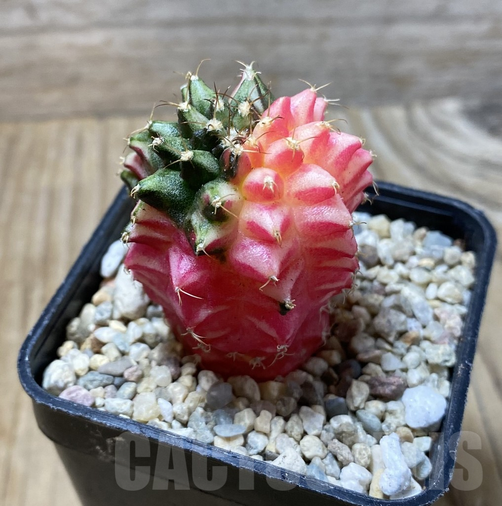 SHPR36304 Gymnocalycium mihanovichii ‘inermis’ f. variegata - Image 2