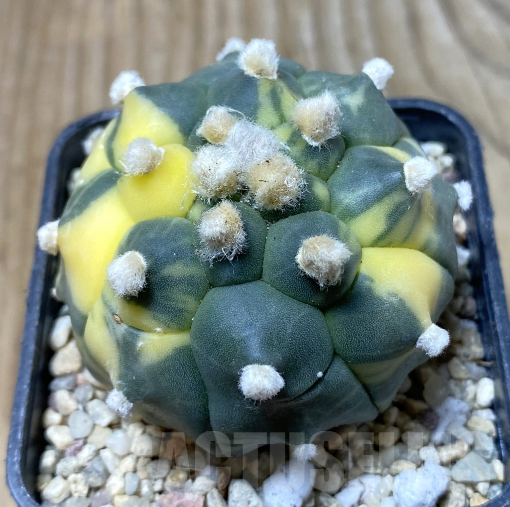 SHPR36305 Astrophytum asterias ‘Kikko’ f. variegata