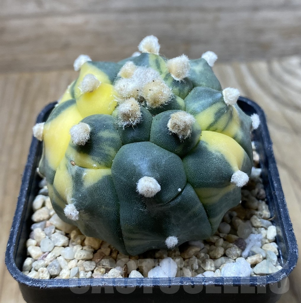 SHPR36305 Astrophytum asterias ‘Kikko’ f. variegata - Image 2