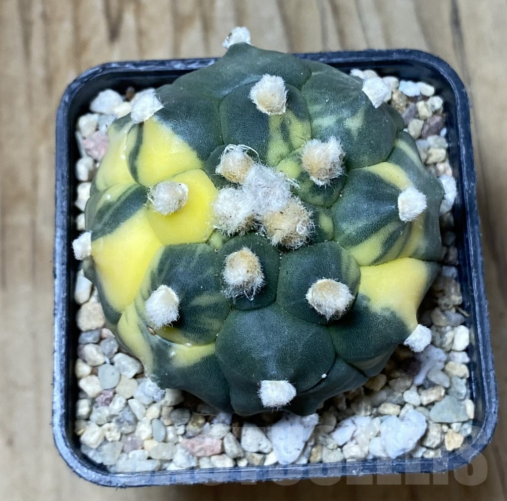 SHPR36305 Astrophytum asterias ‘Kikko’ f. variegata - Image 3