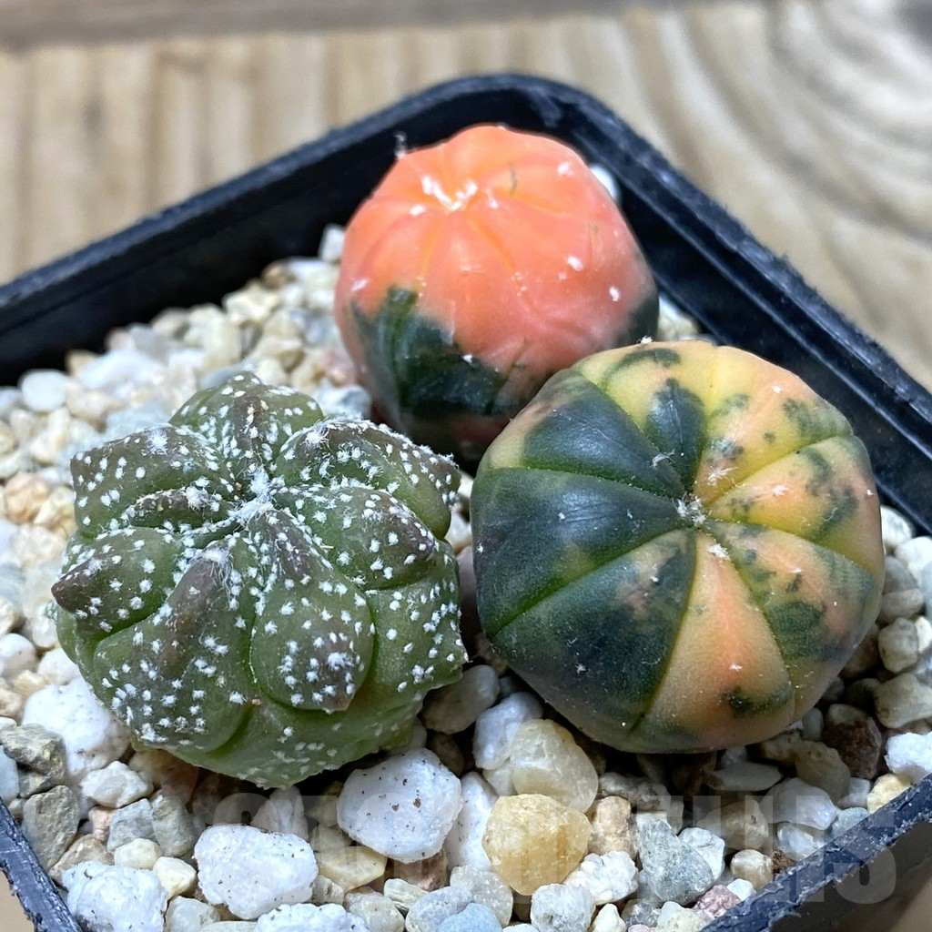 SHPR36283 Astrophytum asterias ‘Red Purple Skin’ mix, 3 plants