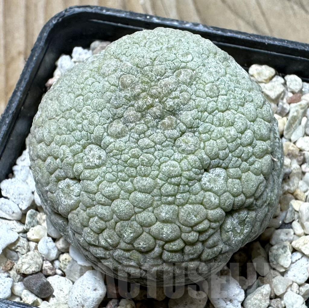 SHPR36346 Pseudolithos migiurtinus