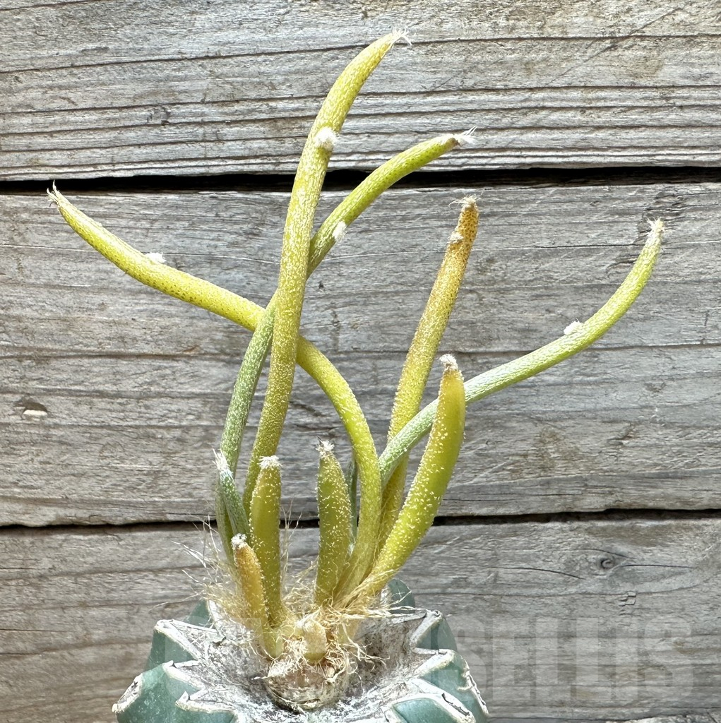 SHPR36374 Astrophytum caput-medusae f. variegata, grafted