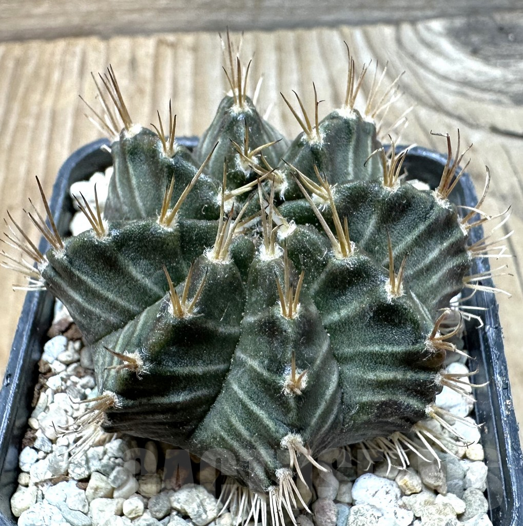 SHPR36375 Gymnocalycium mihanovichii ‘Tossagon’