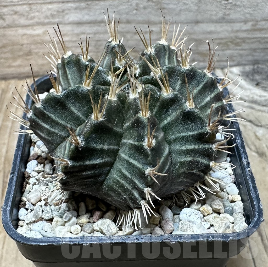 SHPR36375 Gymnocalycium mihanovichii ‘Tossagon’ - Image 2