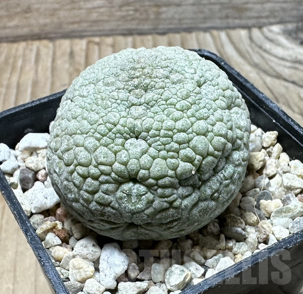 SHPR36346 Pseudolithos migiurtinus - immagine 2