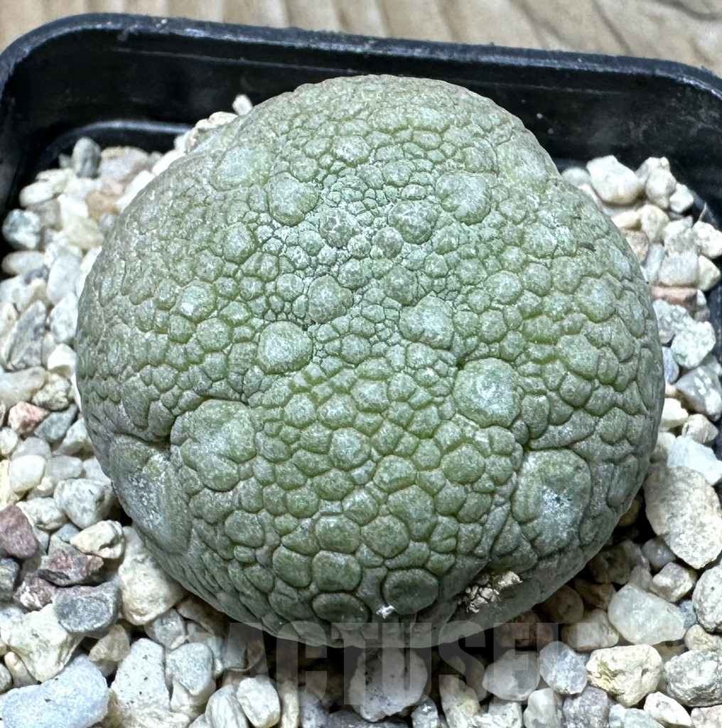 SHPR36347 Pseudolithos migiurtinus