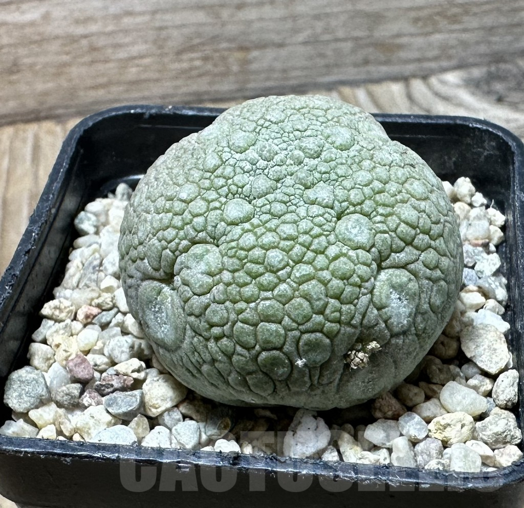 SHPR36347 Pseudolithos migiurtinus - Image 2
