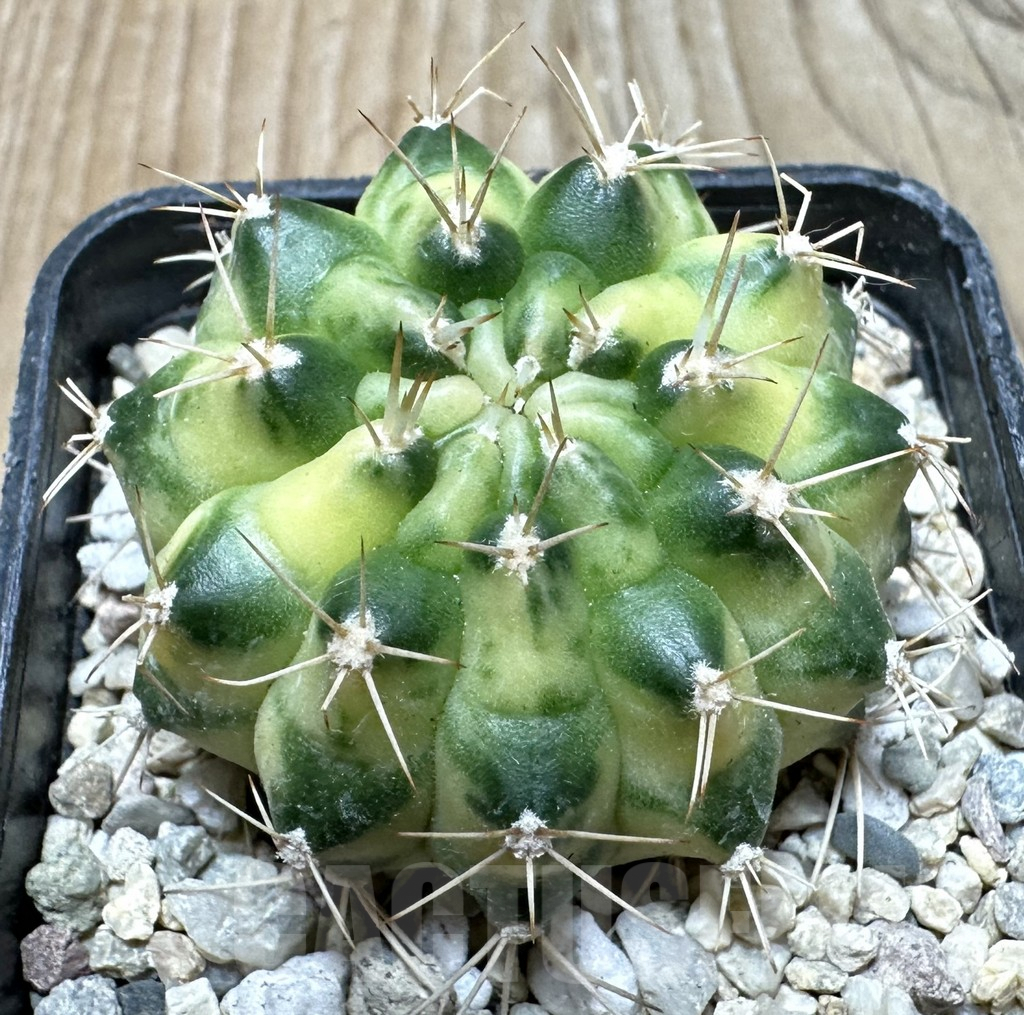 SHPR36387 Gymnocalycium mihanovichii ‘Cat Eye’