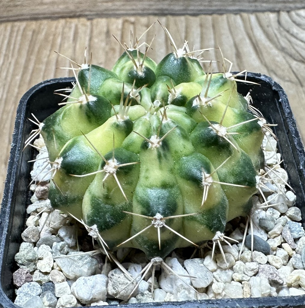 SHPR36387 Gymnocalycium mihanovichii ‘Cat Eye’ - Image 2