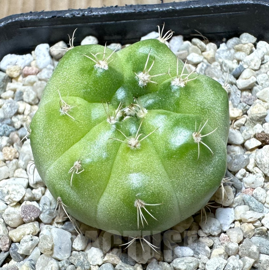 SHPR36388 Gymnocalycium mihanovichii ‘Green Marble’