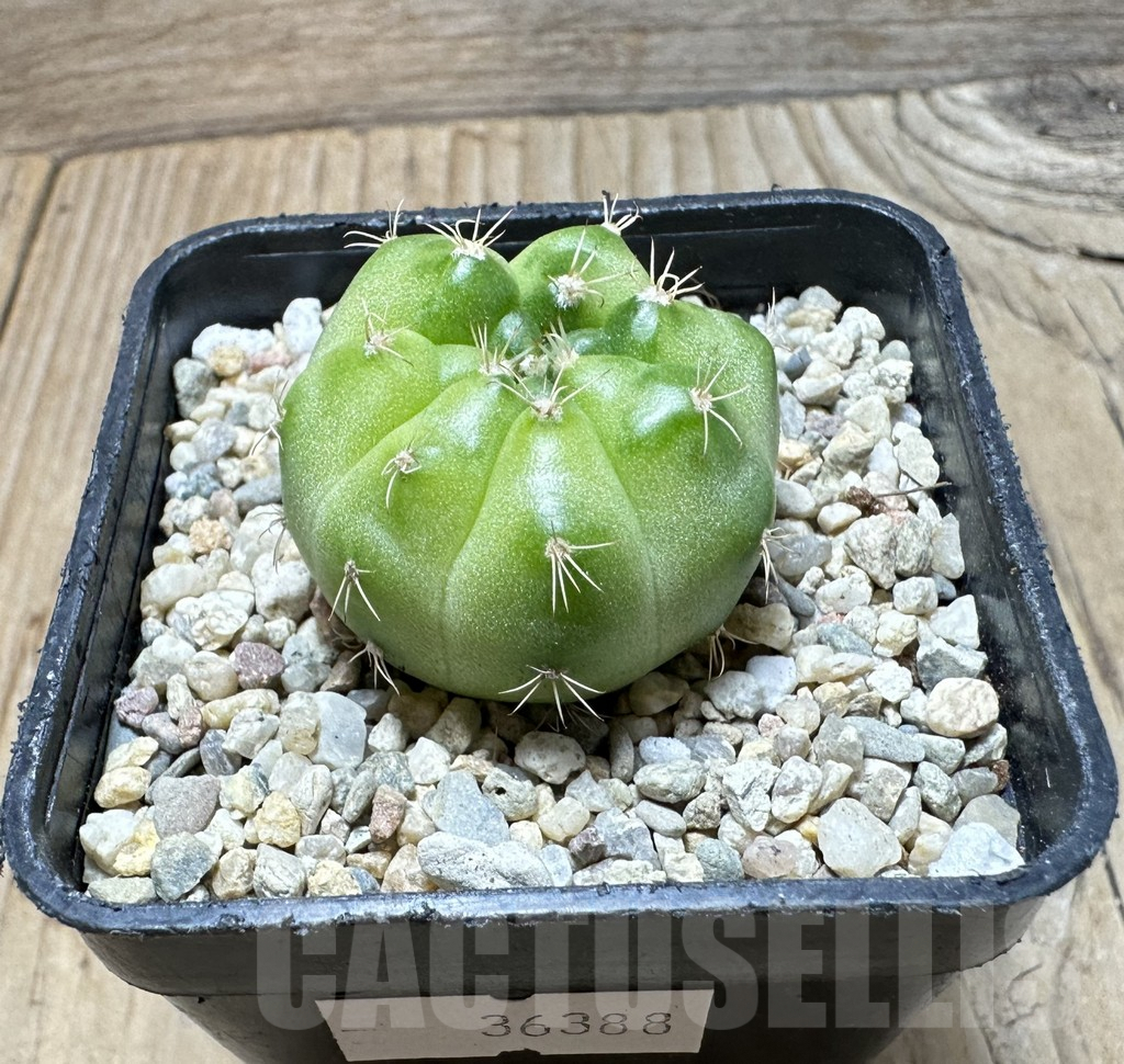 SHPR36388 Gymnocalycium mihanovichii ‘Green Marble’ - Image 2