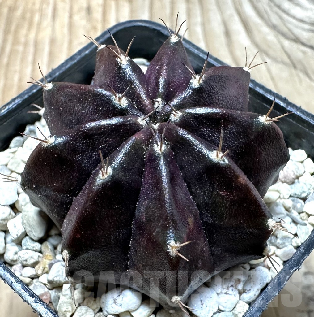SHPR36389 Gymnocalycium mihanovichii ‘Black Widow’
