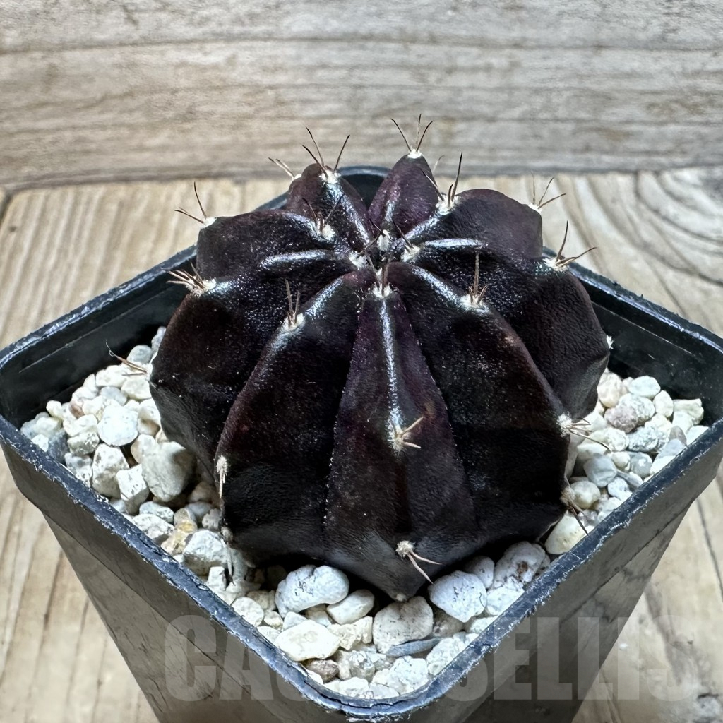 SHPR36389 Gymnocalycium mihanovichii ‘Black Widow’ - Image 2