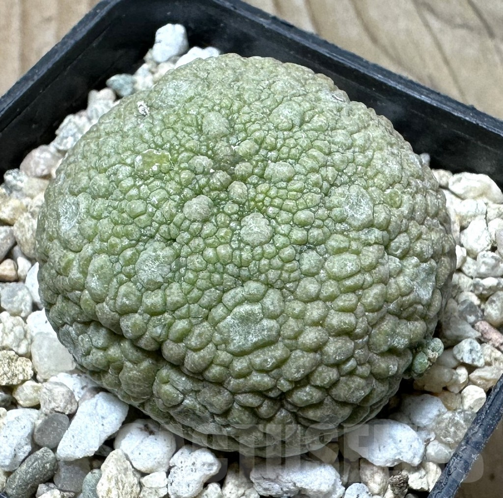 SHPR36348 Pseudolithos migiurtinus