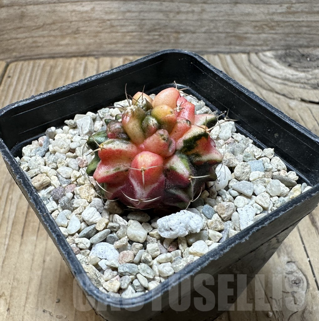 SHPR36394 Gymnocalycium mihanovichii ‘Transformer’ f. variegata, seedling - Image 2